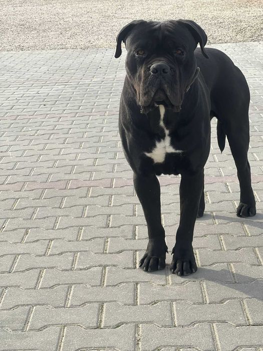 Cane Corso mascul, 1 an și 8 luni, pedigree + vaccinuri la zi