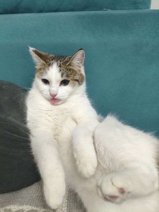 3 котик девочких