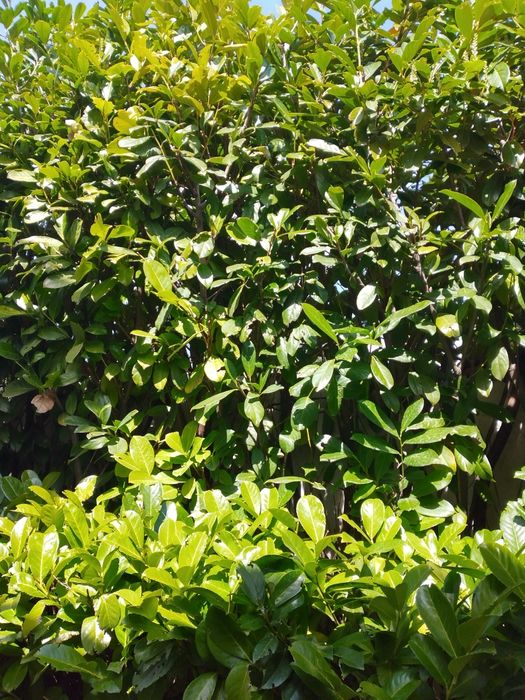 Озеленяване на хотели,ресторанти,частни вили,бензиностанции и д-р.Косене на трева.Ниски цено