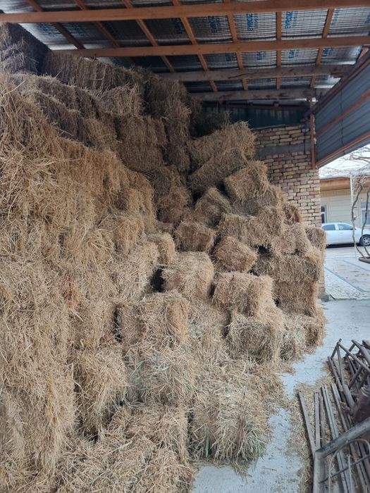 Беда прес слтилади 40.000