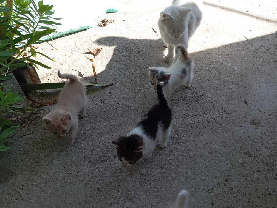 Подаряват се котета