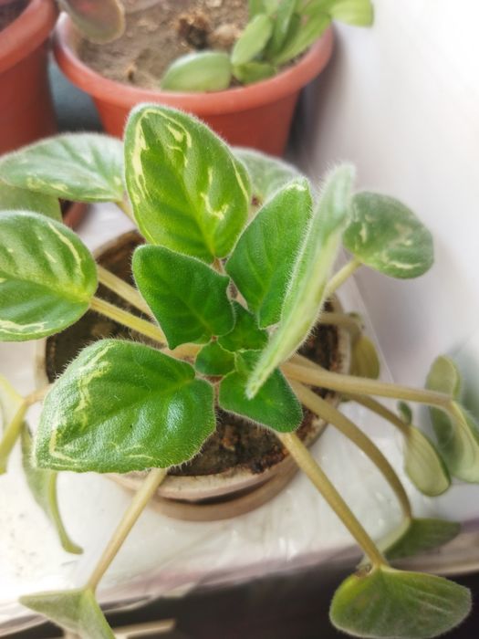 Комнатные цветы фиалки