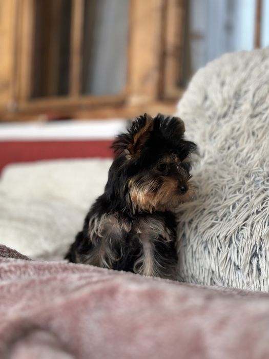 Femela Yorkshire Terrier Deosebita 3 luni