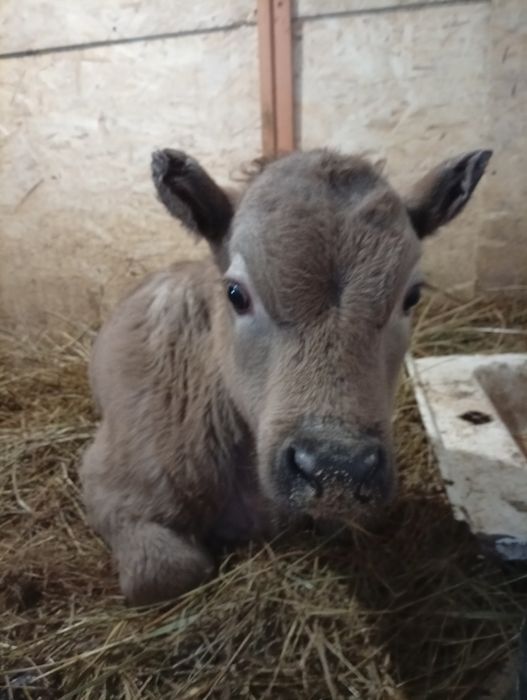 Продам   теленка