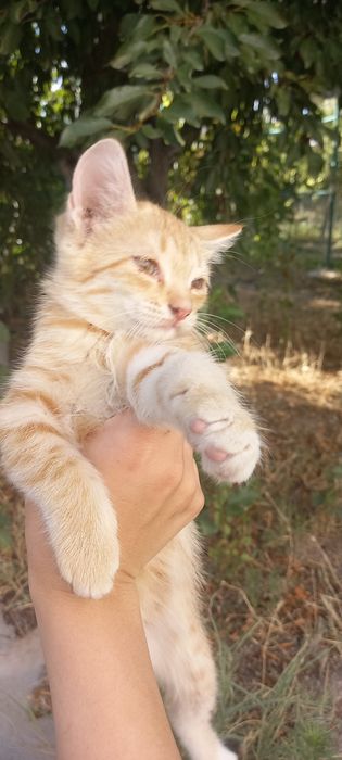 Котята бесплатные