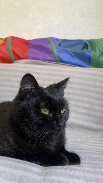 Котик 6 месяцев ищет дом