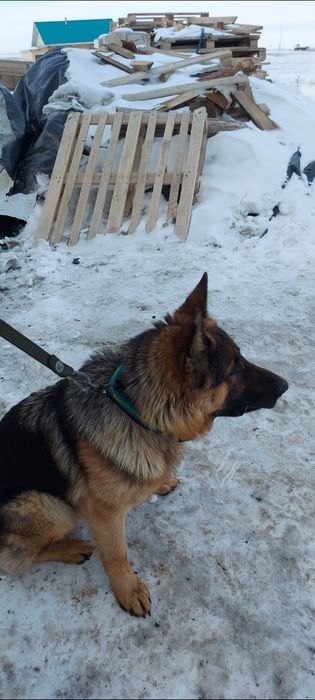 Продам немецкая овчарка кабель