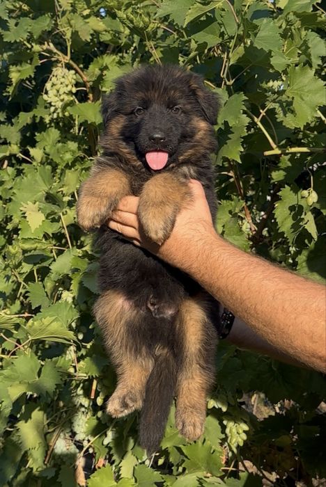Mascul ciobanesc german cu par lung