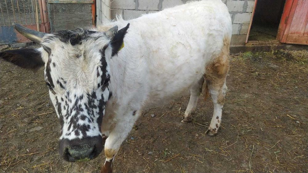 Продам телочек крепкие