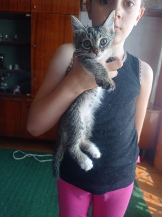 Котята.хорошие..