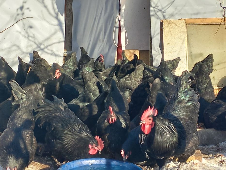 Продам яйца чёрных кур