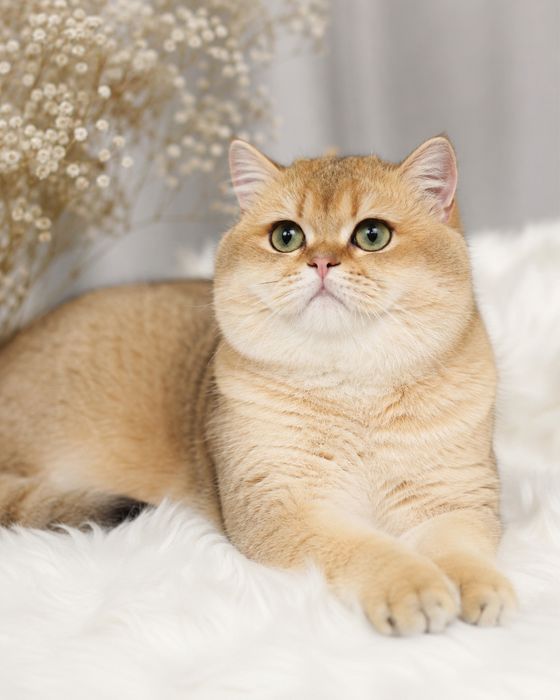 Кот на Вязку ищет невесту