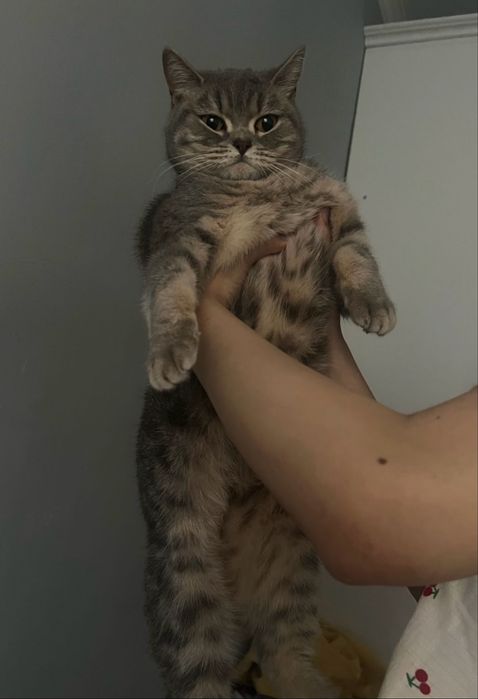 отдам кошку в добрые руки