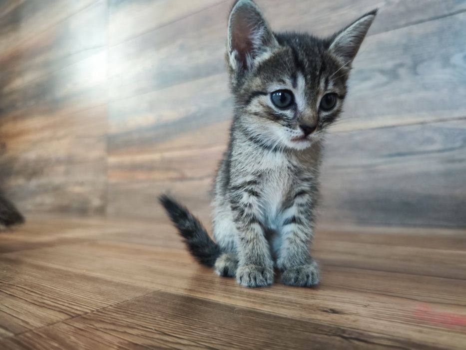 Отдаем кошечку 1,5 месяцев.