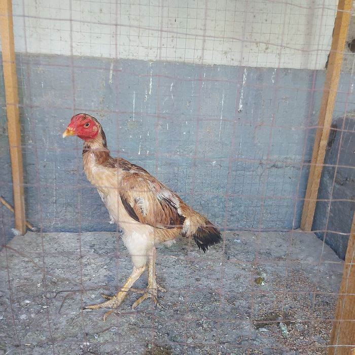 Хинтушка 1.5год мошная курочка