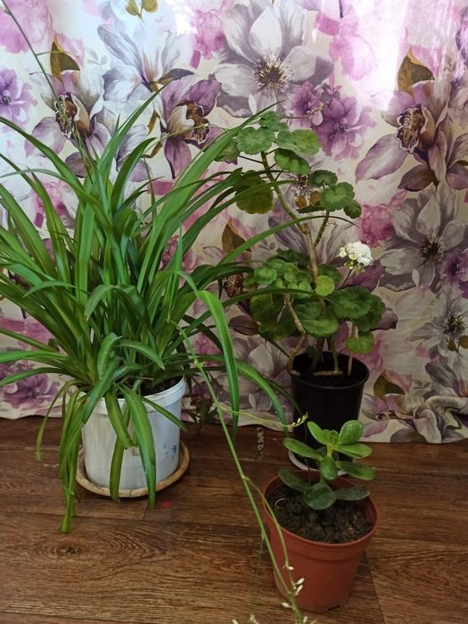 Домашнии цветы герань толстянка