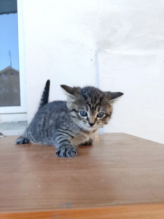 Отдам котят в добрые руки