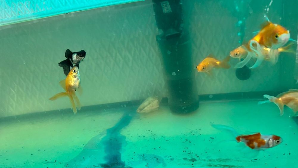 Золотые рыбки большие