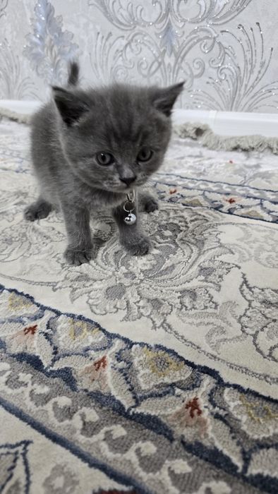 Скоттиш Фолд и Страйт