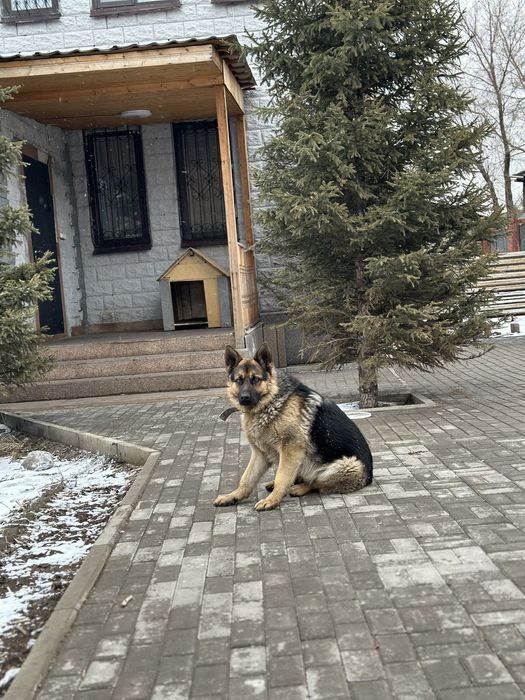 Кобель овчарки, готов к вязке