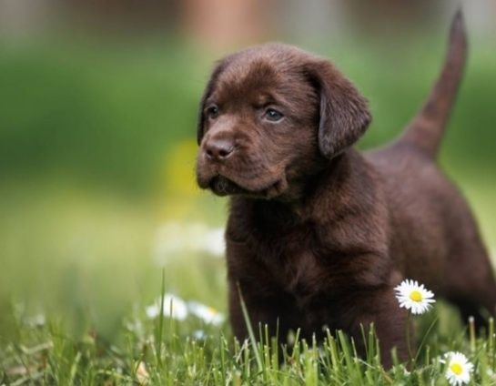 Продаётся лабрадор .