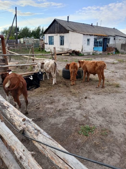 Продам коров ,бычки коровы,телята