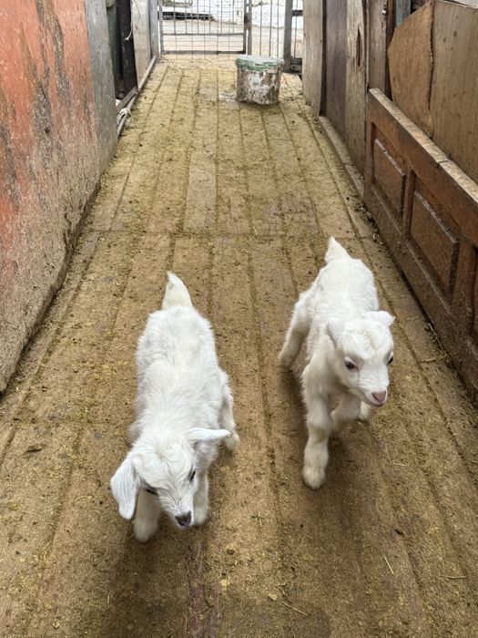 Продам зааненскую козу