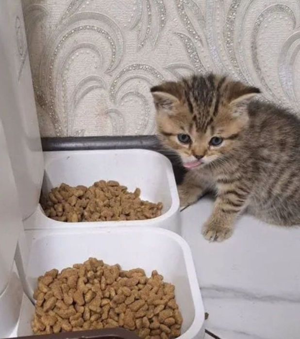 Ласкоыеые коттата мальчики и девоки по 20-15тыс