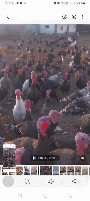 Мяса .Индюки домашние .