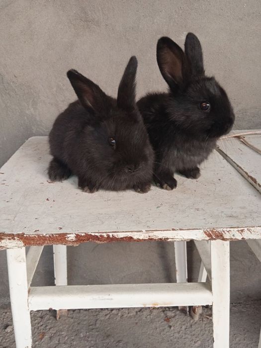 Кролики Калифорнийские