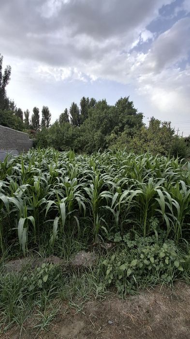 Uchastka sotiladi 12 sotix