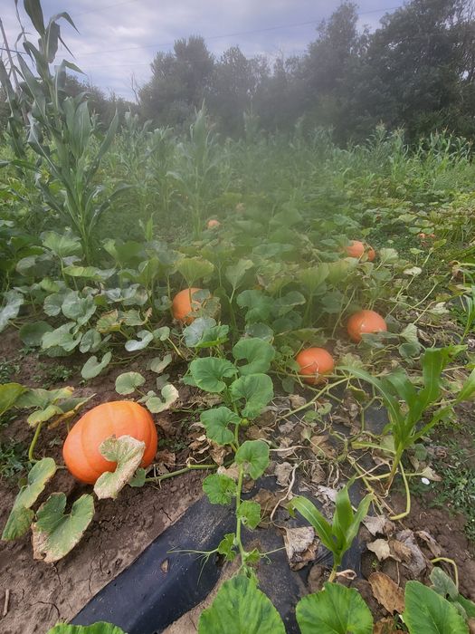 Bostani în cantități foarte mari