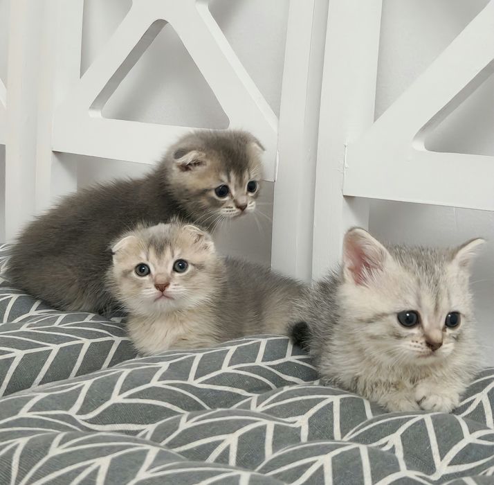 котята британские