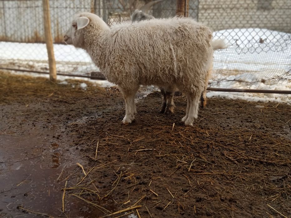 Ангор лактар сатылады .