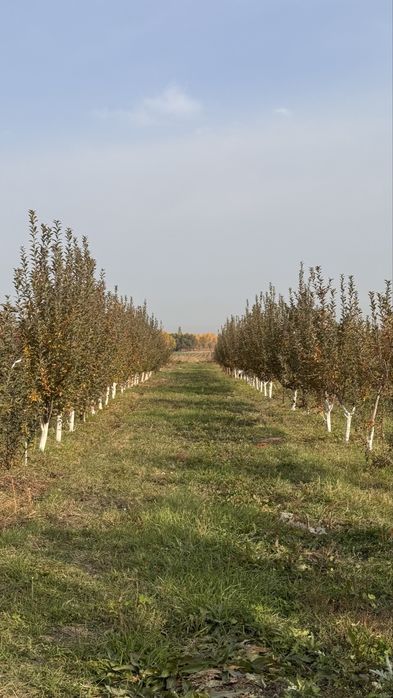 Яблоневый сад (apple garden)