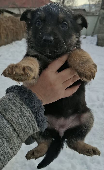 Продам щенков  очарки.