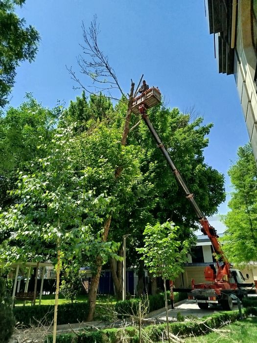 Дараҳт кисиш ва буталащ ҳизмати