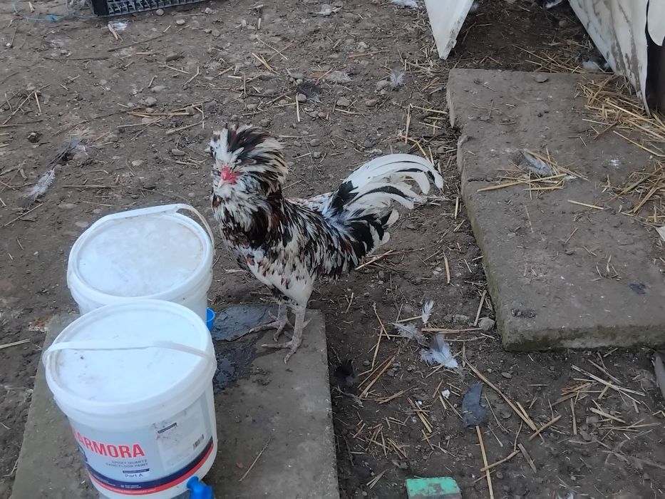Vând oua incubat și pui din rasele serama, padoane, chaboo, italiene. Curca