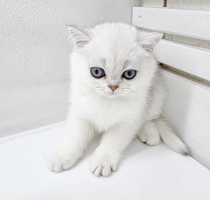 БриТанСкаЯ КраСотКа и КотиК