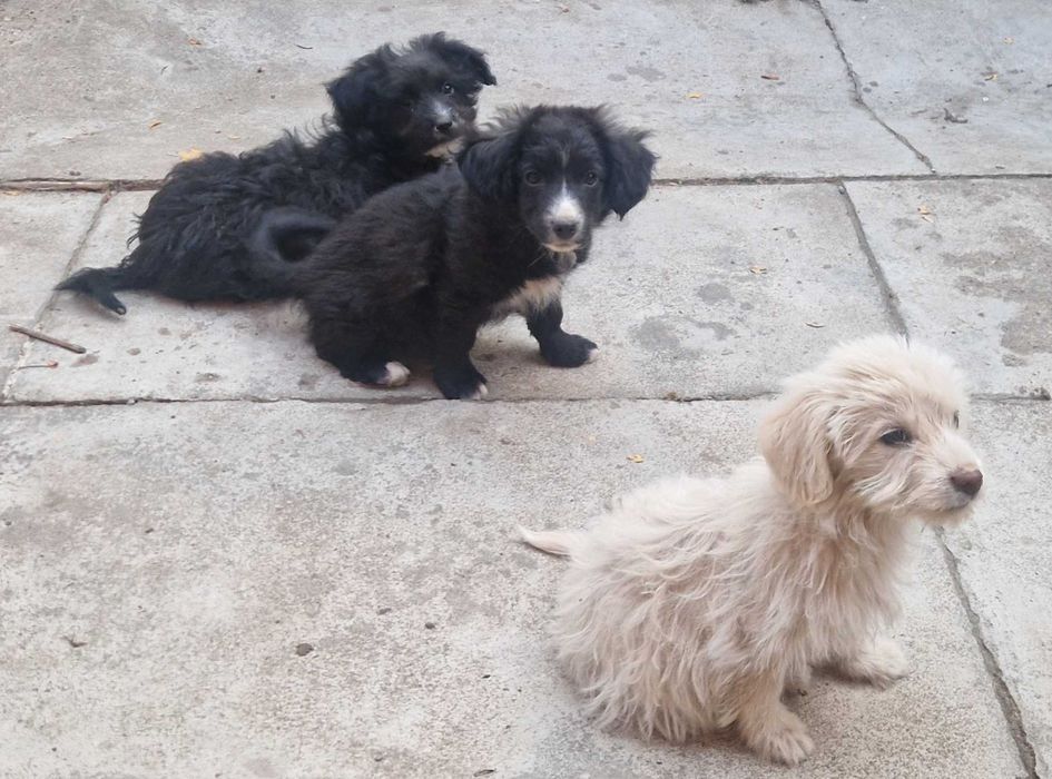 Donez catelusi metis de Bichon
