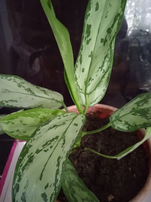 Аглонема, сансевьера