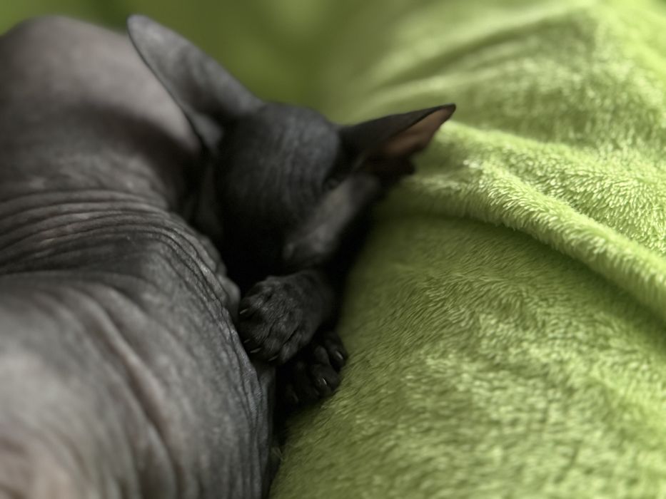 Продаются очаровательные котята донского сфинкса