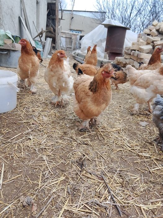 Брамалар сотилади