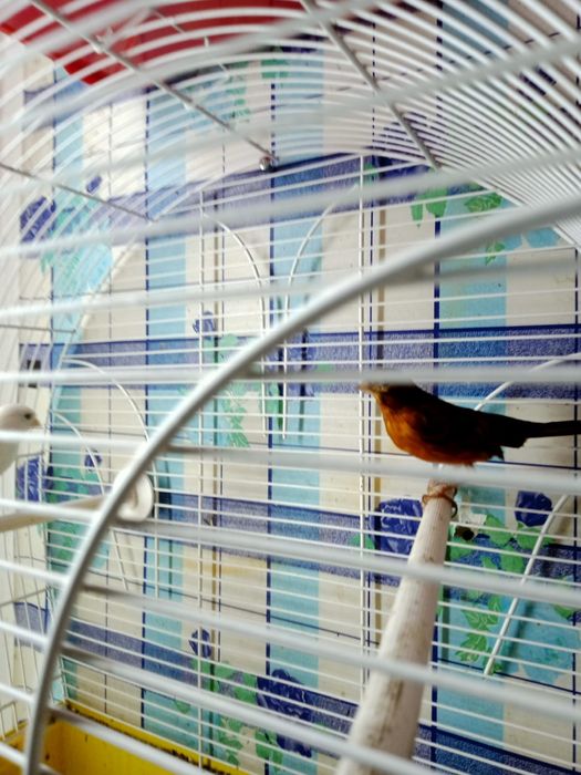 Канарейки приучены к клетке