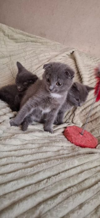 Шотландские котята