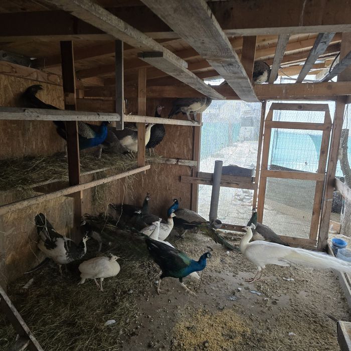 Vand pauni standard si umăr negru