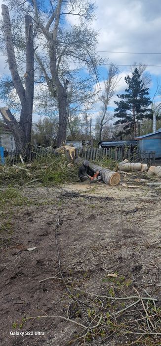 Спил деревьев спил дерева