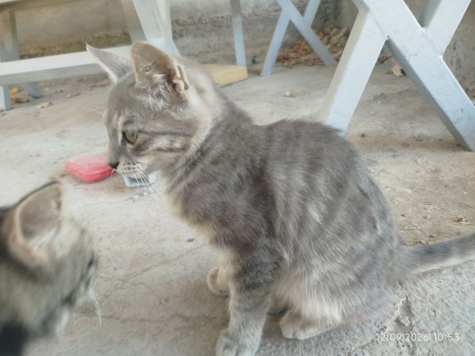 домашние котёнка