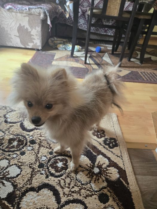 Продавам  мини шпиц