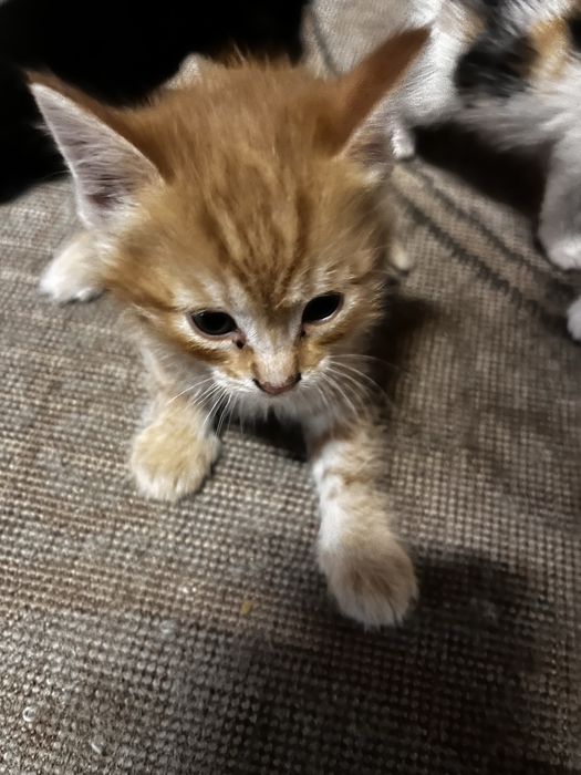 Отдам котят бесплатно